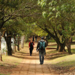 Pessoas caminhndo no campus da USP sob a copa das árvores